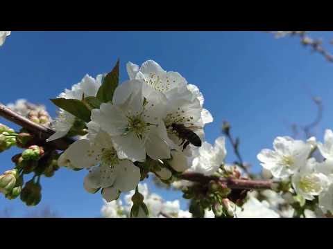 გაზაფხული ბარბალეში • Spring at Barbale